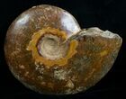 Wide Polished Cleoniceras Ammonite #5808-1